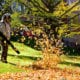fall yard cleanup