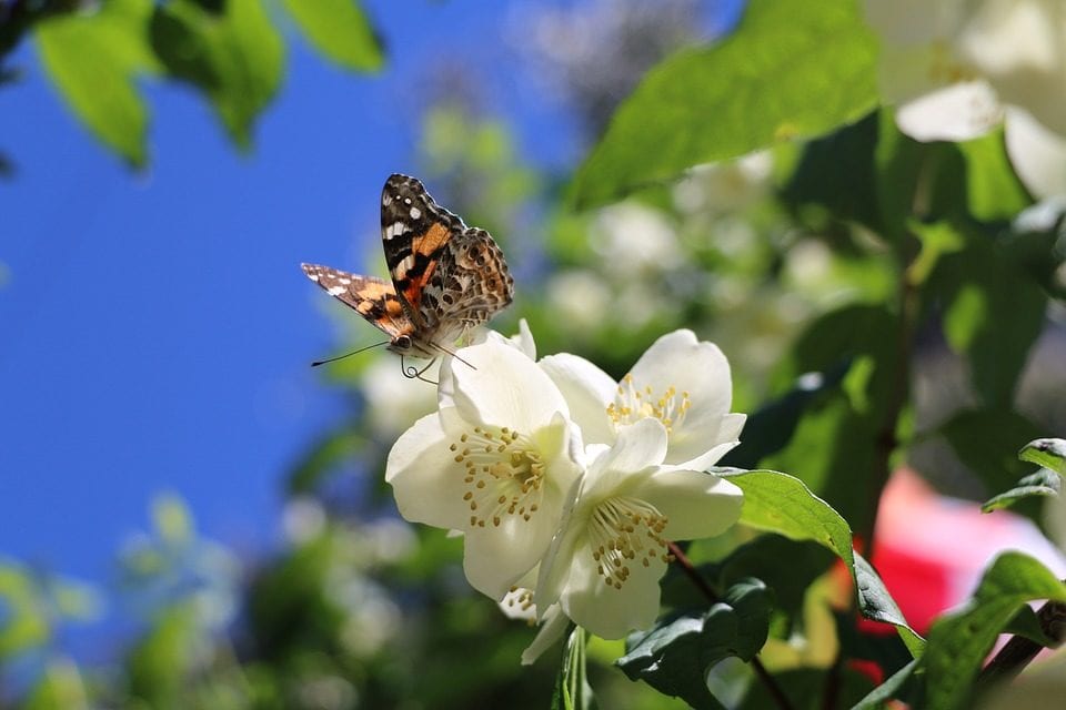 butterfly in butterfly garden