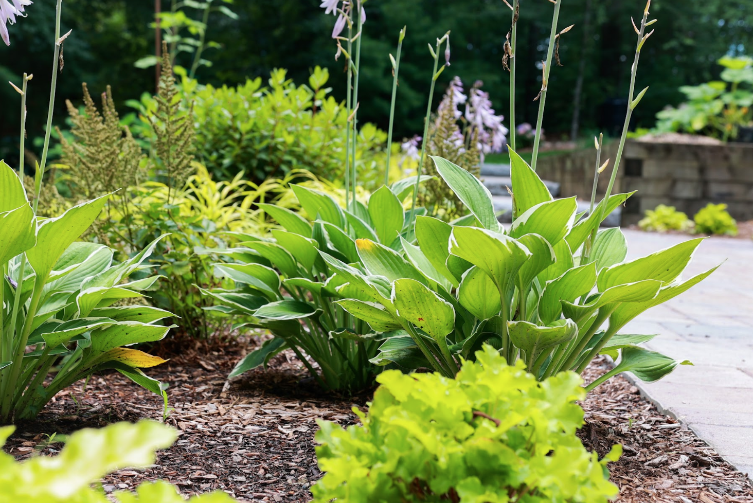 Landscape Plantings